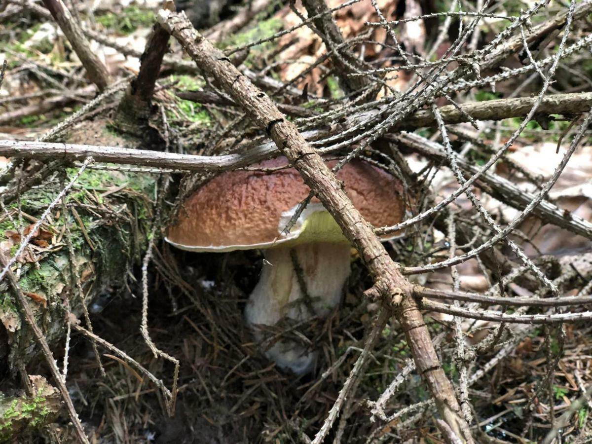 Na Szlaku Villa Zwardoń Exteriör bild